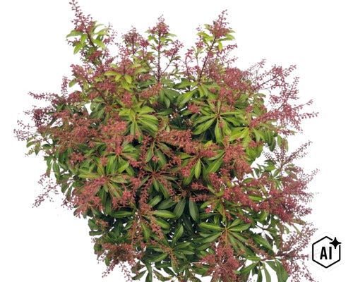 Japanische Lavendelheide Pieris japonica mit grünen Blättern und rötlichen Blütenrispen. (Image AI modified or generated)