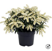 Pieris japonica mit weißen Blütenrispen und grünen Blättern in einem schwarzen Kunststofftopf. (Image AI modified or generated)