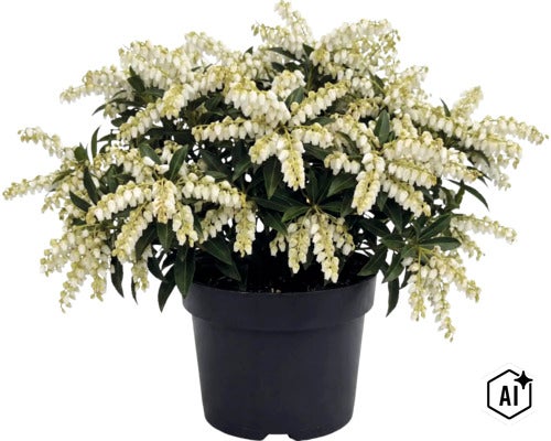 Pieris japonica mit weißen Blütenrispen und grünen Blättern in einem schwarzen Kunststofftopf. (Image AI modified or generated)