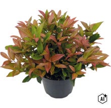 Glanzmispel Photinia fraseri Little Red Robin im schwarzen Kunststofftopf. (Image AI modified or generated)