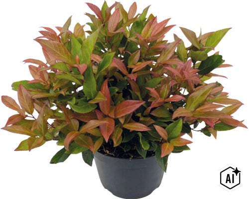 Glanzmispel Photinia fraseri Little Red Robin im schwarzen Kunststofftopf. (Image AI modified or generated)