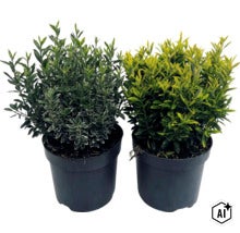 Zwei Japanische Spindelsträucher Euonymus japonicus in schwarzen Töpfen mit weiß-grünem und gelb-grünem Laub. (Image AI modified or generated)
