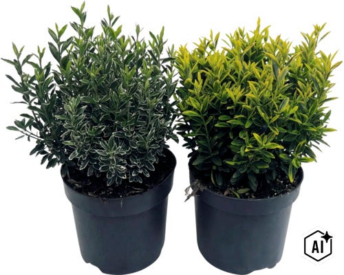 Zwei Japanische Spindelsträucher Euonymus japonicus in schwarzen Töpfen mit weiß-grünem und gelb-grünem Laub. (Image AI modified or generated)