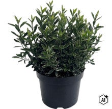 Buntblättriger Kriechspindel (Euonymus fortunei) mit grün-weißen Blättern in einem schwarzen Kunststofftopf. (Image AI modified or generated)