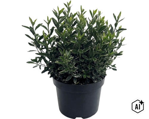 Buntblättriger Kriechspindel (Euonymus fortunei) mit grün-weißen Blättern in einem schwarzen Kunststofftopf. (Image AI modified or generated)