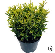 Immergrüner, buntblättriger Spindelstrauch in einem schwarzen Pflanztopf für den Garten. (Image AI modified or generated)