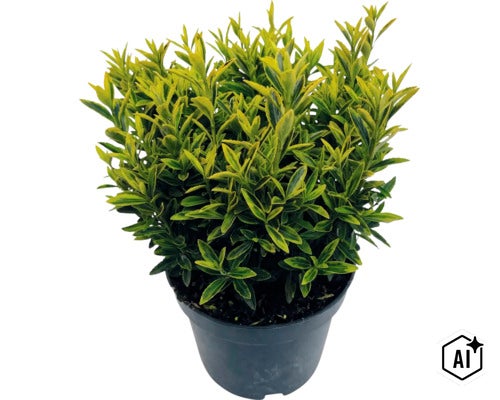 Immergrüner, buntblättriger Spindelstrauch in einem schwarzen Pflanztopf für den Garten. (Image AI modified or generated)