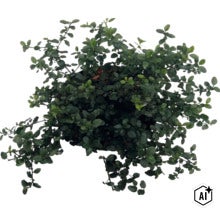 Grünpflanze mit kleinen, runden Blättern in der Draufsicht. (Image AI modified or generated)