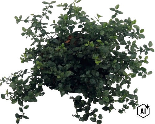 Grünpflanze mit kleinen, runden Blättern in der Draufsicht. (Image AI modified or generated)