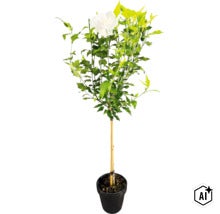 Weiß blühender Hibiscus syriacus als Hochstamm im schwarzen Kunststofftopf, mit einem Bambusstab gestützt. (Image AI modified or generated)
