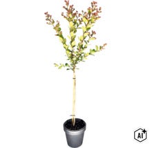 Lagerstroemia-Stämmchen im Topf mit grünen Blättern und roten Blütenknospen. (Image AI modified or generated)