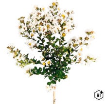 Blühende Kreppmyrte (Lagerstroemia) mit weißen Blüten und grünen Blättern. (Image AI modified or generated)