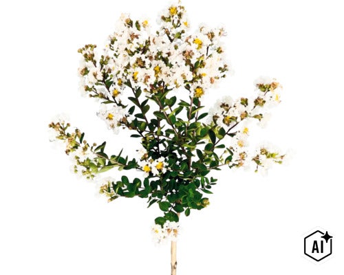 Blühende Kreppmyrte (Lagerstroemia) mit weißen Blüten und grünen Blättern. (Image AI modified or generated)