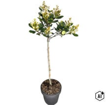 Skimmia japonica als Hochstamm im Pflanztopf mit grünen Blättern und weißen Blütenknospen. (Image AI modified or generated)
