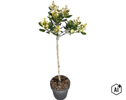 Skimmia japonica als Hochstamm im Pflanztopf mit grünen Blättern und weißen Blütenknospen. (Image AI modified or generated)