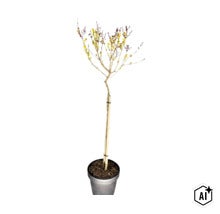 Junger Hochstamm im Pflanztopf mit Bambusstab zur Stützung und gelben Blütenansätzen. (Image AI modified or generated)