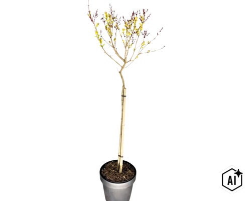 Junger Hochstamm im Pflanztopf mit Bambusstab zur Stützung und gelben Blütenansätzen. (Image AI modified or generated)