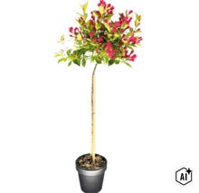 Weigelie als Stämmchen mit roten Blüten und grünen Blättern in einem Pflanztopf. (Image AI modified or generated)
