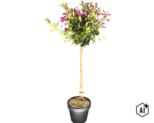 Weigelie als Hochstämmchen mit grün-gelbem Laub und purpurfarbenen Blüten in einem dunklen Pflanztopf. (Image AI modified or generated)