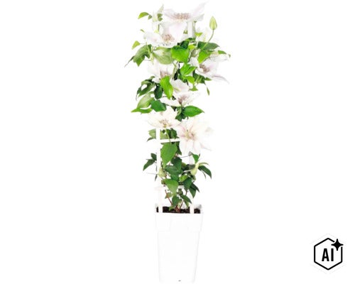 Clematis mit weißen Blüten an einer Kletterhilfe im Pflanztopf. (Image AI modified or generated)