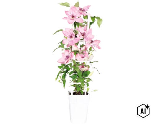 Clematis-Pflanze mit rosa Blüten an einem weißen Rankgitter in einem weißen Pflanztopf. (Image AI modified or generated)