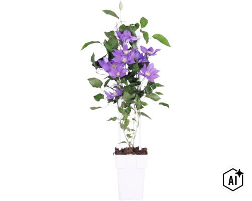 Clematis Waldrebe mit violetten Blüten an einem weißen Klettergerüst in einem weißen Kunststofftopf. (Image AI modified or generated)