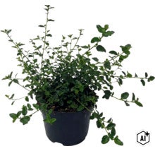 Bacopa Sutera cordata Pflanze in einem schwarzen Kunststofftopf mit vielen grünen Blättern und verzweigten Stielen. (Image AI modified or generated)