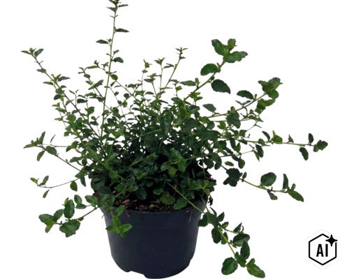 Bacopa Sutera cordata Pflanze in einem schwarzen Kunststofftopf mit vielen grünen Blättern und verzweigten Stielen. (Image AI modified or generated)
