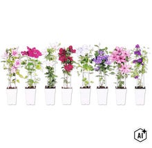 Acht verschiedene Waldreben (Clematis) in weißen Töpfen mit Rankgittern, mit Blüten in verschiedenen Farben wie Rosa, Weiß, Rot und Blau. (Image AI modified or generated)