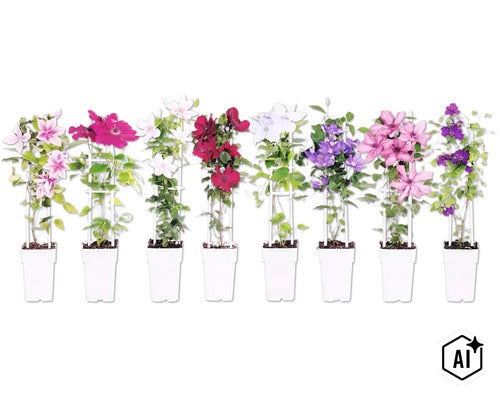 Acht verschiedene Waldreben (Clematis) in weißen Töpfen mit Rankgittern, mit Blüten in verschiedenen Farben wie Rosa, Weiß, Rot und Blau. (Image AI modified or generated)