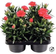 Nelke Dianthus caryophyllus in einer 2er-Schale mit roten Blüten und grünen Blättern. (Image AI modified or generated)