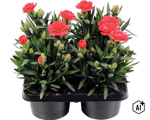 Nelke Dianthus caryophyllus in einer 2er-Schale mit roten Blüten und grünen Blättern. (Image AI modified or generated)
