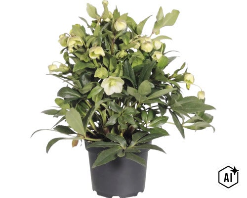Christrose (Helleborus) im schwarzen Kunststofftopf mit hellen Blüten und Knospen. (Image AI modified or generated)
