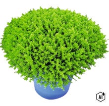 Polsterbildendes Kissenkraut mit dichten grünen Trieben in einem blauen Topf. (Image AI modified or generated)