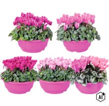 Fünf Alpenveilchen (Cyclamen) in Kunststofftöpfen mit Blüten in verschiedenen Pinktönen. (Image AI modified or generated)