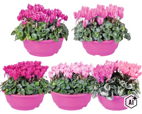 Fünf Alpenveilchen (Cyclamen) in Kunststofftöpfen mit Blüten in verschiedenen Pinktönen. (Image AI modified or generated)