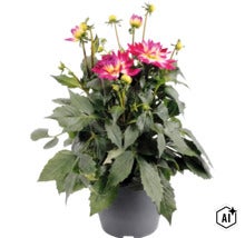 Dahlie mit pink-gelben Blüten und grünen Blättern in einem dunkelgrauen Topf. (Image AI modified or generated)