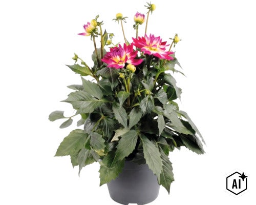 Dahlie mit pink-gelben Blüten und grünen Blättern in einem dunkelgrauen Topf. (Image AI modified or generated)