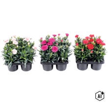 Gartennelken Dianthus caryophyllus im Set, verschiedene Blütenfarben, in schwarzen Pflanzschalen. (Image AI modified or generated)