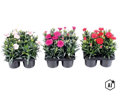 Gartennelken Dianthus caryophyllus im Set, verschiedene Blütenfarben, in schwarzen Pflanzschalen. (Image AI modified or generated)