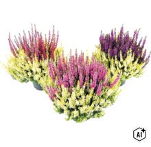 Dreifarbige Knospenheide Calluna vulgaris im Topf, winterharte Gartenpflanze. (Image AI modified or generated)