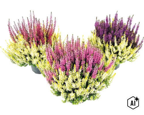 Dreifarbige Knospenheide Calluna vulgaris im Topf, winterharte Gartenpflanze. (Image AI modified or generated)