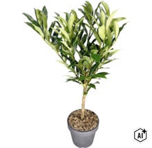 Künstliche Lorbeerpflanze mit Echtholzstamm in grauem Topf mit Holzmulch. (Image AI modified or generated)