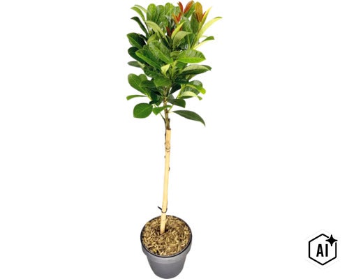 Glanzmispel Photinia fraseri Red Robin als Hochstämmchen im Kunststofftopf mit Bambusstab. (Image AI modified or generated)