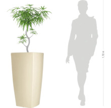 Zimmerpflanze mit schmalen Blättern in einem hohen, quadratischen Pflanzkübel zur Größenvergleichsdarstellung neben einer Personensilhouette.