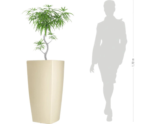 Zimmerpflanze mit schmalen Blättern in einem hohen, quadratischen Pflanzkübel zur Größenvergleichsdarstellung neben einer Personensilhouette.