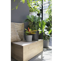 Zimmerpflanzen wie Philodendron in grauen Kunststofftöpfen auf einer Holzbank mit strukturierten Kissen in einem hellen Wohnraum.