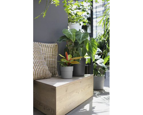 Zimmerpflanzen wie Philodendron in grauen Kunststofftöpfen auf einer Holzbank mit strukturierten Kissen in einem hellen Wohnraum.