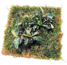 Bucephalandra Aquarienpflanze auf Moospad für Aquascaping und Aquarien.
