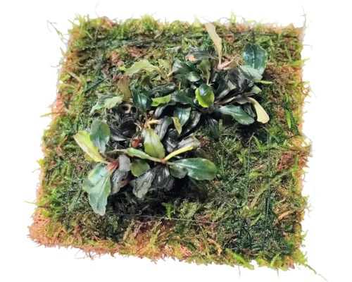 Bucephalandra Aquarienpflanze auf Moospad für Aquascaping und Aquarien.